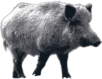 what-is-feral-hog-bait